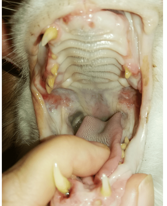 Gingivostomatitis bei der Katze